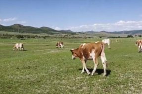 内蒙古自治区投入3000万元资金用于支持传统奶制品产业发展