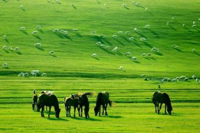 内蒙古自治区2021年草原监测评价工作启动，全面“体检”并准确掌握草原生态“家底”