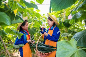 呼和浩特玉泉区民族实验小学百什户校区2.8亩的“开心农场”培养学生良好习惯