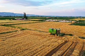 一季好粮“丰产归仓” ——巴彦淖尔76万亩小麦喜获丰收