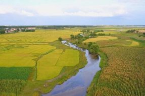 乌兰察布市卓资县打造‘“黄岑茶”’品牌做成村民致富大产业