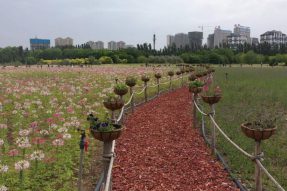 乌海市：花卉扮靓城市  美景惹人心醉