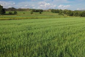 和林格尔县昆都仑村探索出莜麦“种植+加工+销售”产业链致富路