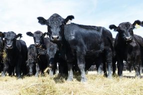 459头新西兰海福特肉牛进入乌拉特中旗德岭山镇的肉牛养殖园区
