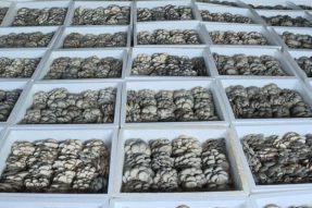 锡林郭勒盟多伦县：西山根村的黑平菇为村民的日子“添把火”