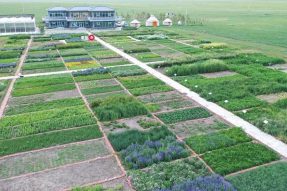乌拉盖管理区：绿色产业为乡村振兴注入新动能