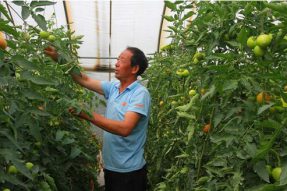 赤峰市喀喇沁旗王爷府镇群众依托硬果番茄产业实现就地就近就业