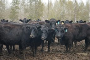 锡林郭勒盟共引进10593头良种牛，形成“核心育种场+种牛场+核心群+养殖户”四级良种肉牛繁育体系