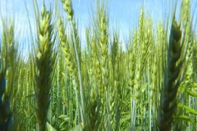 包头市推广玉米、大豆带状复合种植技术模式助推乡村振兴