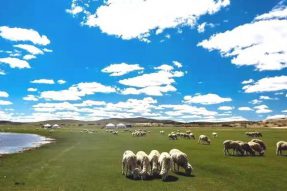 “扫码寻羊”成为消费新时尚 “锡林郭勒羊肉”腾“云”高飞