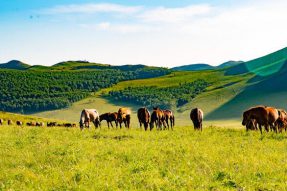 推进“马产业+文化旅游”融合发展 让“内蒙古三河马”成为额尔古纳金名片