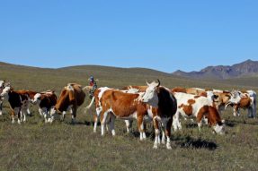 蒙牛两会建言：三大乳业升级举措助力内蒙古高质量发展