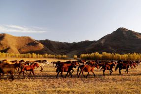 锡林郭勒盟推进畜牧业现代化精深发展
