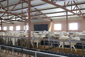 锡林浩特市毛登牧场让现代肉羊产业崛起，加大民生投入让百姓喜笑颜开