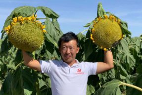 被誉为“葵花哥哥”的郝春雨短视频种葵花一年就卖出了3000多万元