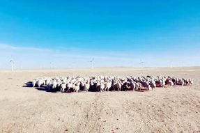 锡林郭勒盟东乌珠穆沁旗：全力打造畜产品精深加工产业链
