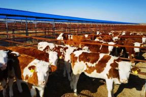 锡林郭勒盟阿巴嘎旗查干淖尔镇提高牛群改良比重，规模引进肉牛发展壮大集体经济