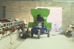锡林郭勒盟多伦县“高大上”的机械化养牛方式助力乡村振兴