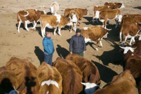 阿巴嘎旗发展肉牛养殖，71个集体经济年收入全部达到10万元以上