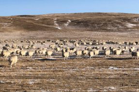 打造全产业链“领头羊”——东乌珠穆沁旗全力推进肉羊产业高质量发展