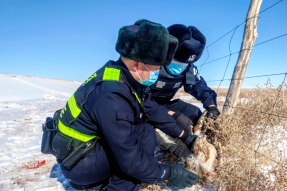 警民联手救助国家二级保护动物鹰隼