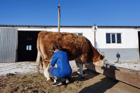 镶黄旗：奶业振兴乳香飘