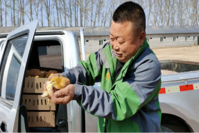 养殖大户送鸡雏 脱贫群众稳增收