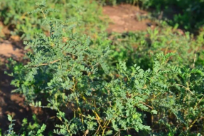 固阳县：黄芪种植开出致富方
