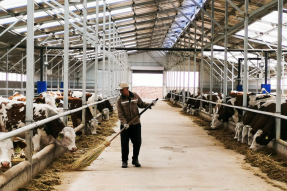 乌兰察布市泉脑村：发展牛产业 壮大“牛经济”