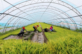 扎兰屯市：全力打造绿色生态水稻产业 助力实现乡村振兴