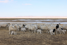 乌珠穆沁草原上的“致富羊”