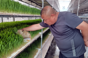 库伦旗：“智能牧草工厂”让牲畜“居家享口福”