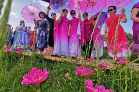 太仆寺旗：芍药花开红艳艳 乡村振兴谱新篇