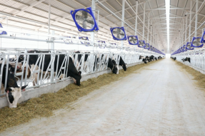 孪井滩生态移民示范区：发展奶牛养殖产业 加快强区富民步伐