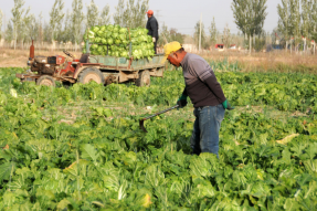 内蒙古河套：麦菜连茬种 收入成倍增