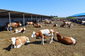 合作社建肉牛核心育种场 为养牛业注入“芯”动力
