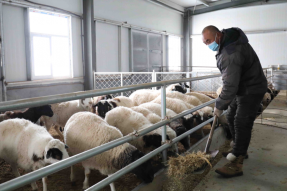 “羊产业”奏响乡村振兴“新牧歌”